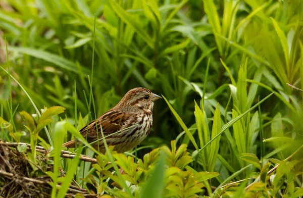 Can You Train an African Grey Parrot to Assist with Daily Tasks?